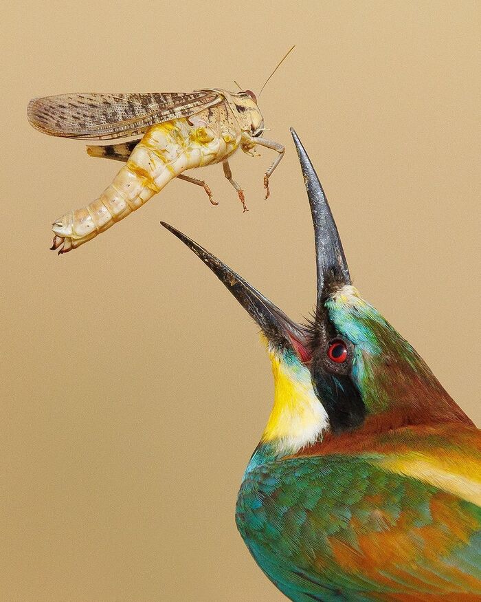 golden bee-eater - Szczurka, Birds, Animals, Wild animals, wildlife, Nature, Spain, The photo, Mining, Locust, Insects