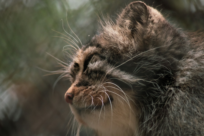 ������������ �������������