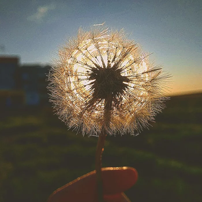 Beauty is in the eye of the beholder! - My, Chistye Prudy, Dandelion, Summer, The sun