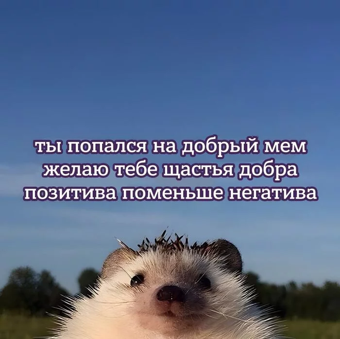 gotcha - Picture with text, Kindness, Milota, Funny, Hedgehog, Sky, Muzzle, Wish, Positive, Good mood, Mood, Suddenly