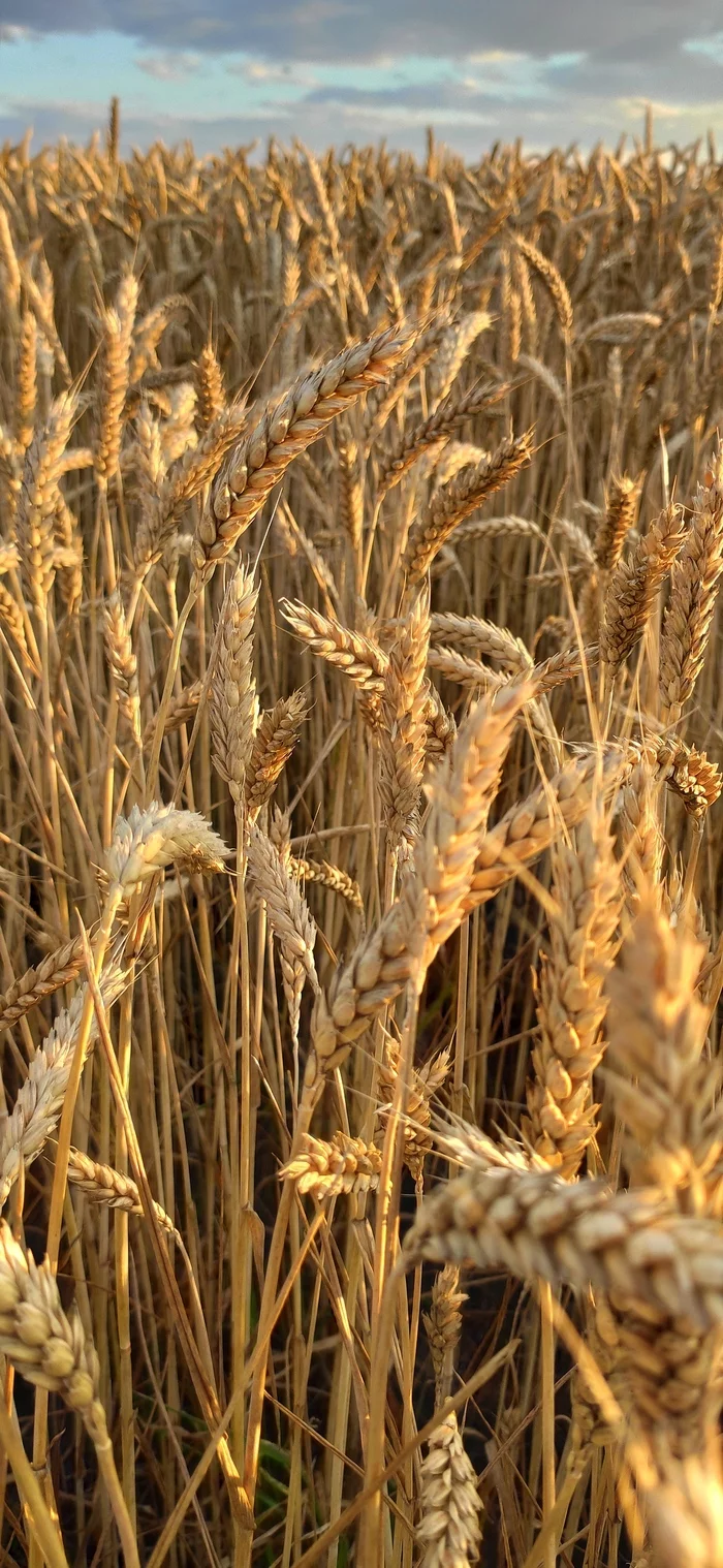 Wheat braids - My, Wheat, beauty, Sunset, Longpost