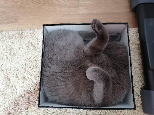 Коробка кота Кот, Домашние животные, Шотландская вислоухая, Коробка