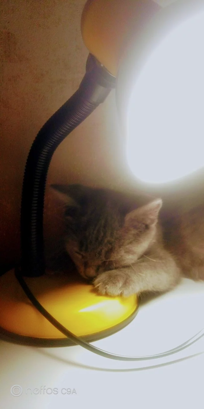 cat lamp - My, cat, Pet the cat