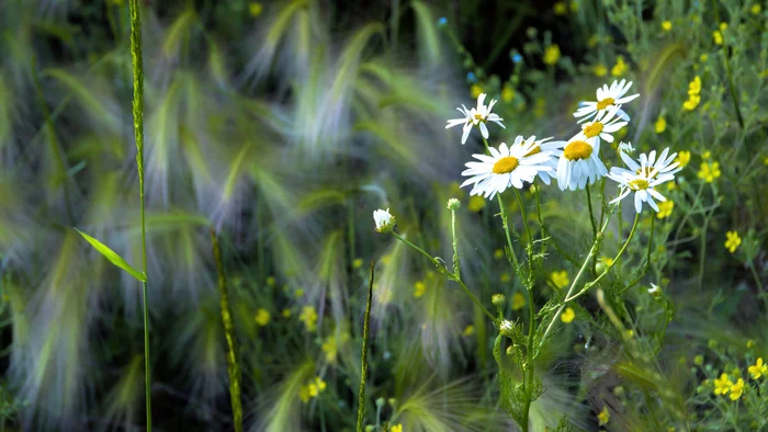 green photo - My, The photo, Middle Ural, Nature, Grass, Chamomile