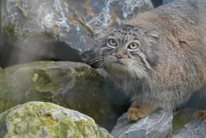 Starting another day of mass ironing - Milota, Pallas' cat, Pet the cat, Fluffy, Mouselemur, Small cats, Cat family, Zoo, The photo