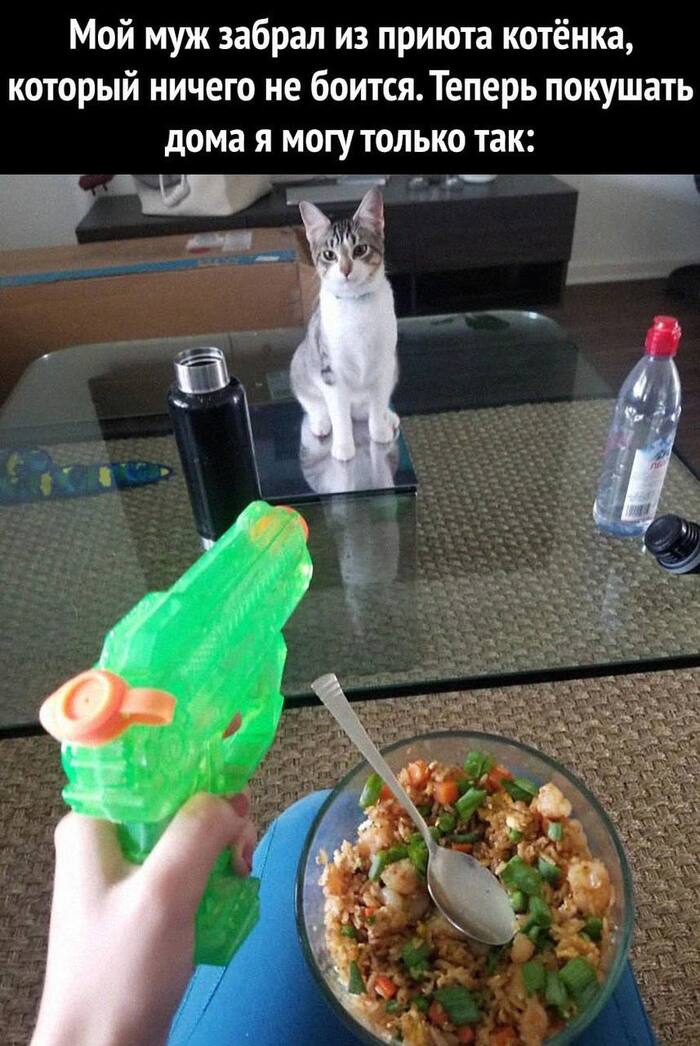 Everyone exchanged suspicious looks. - Picture with text, cat, Food, Water gun, Kittens, Table