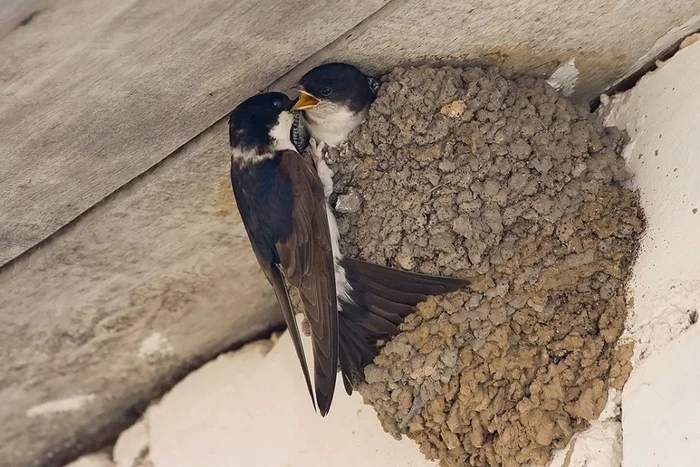 Maybe someone didn't know - My, Birds, Martin, Nest, Children, Village, Weather