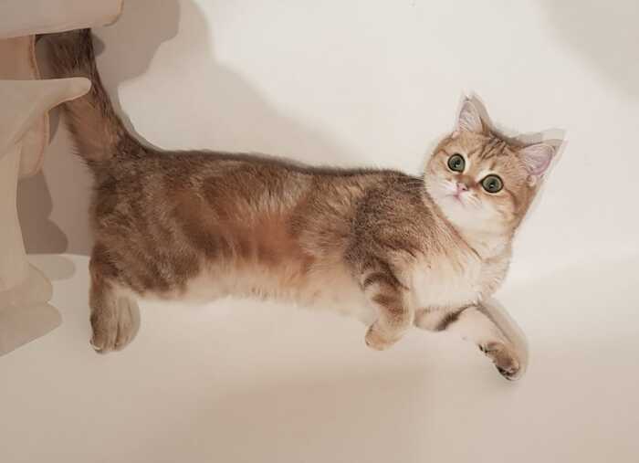 CAT FOUND - My, A loss, cat, Search, Reward, No rating, Irkutsk, Lost cat