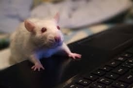 Ѹ����� � ���������� �����