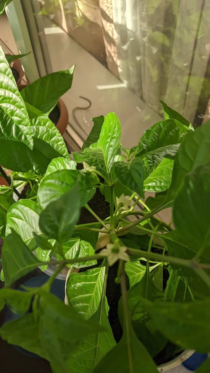 Pepper advice needed - My, Hot peppers, Pepper, Longpost