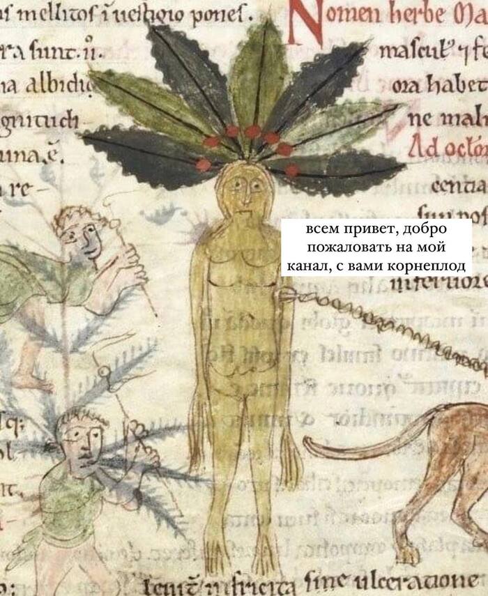 Растительный мир