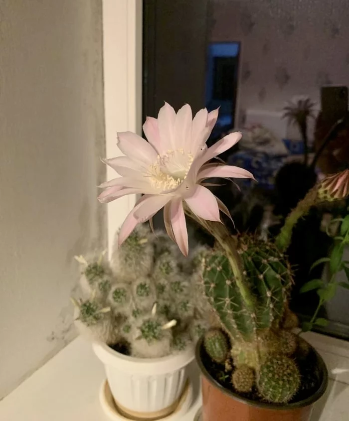 The cacti are blooming! - My, Cactus, Flowers, Blooming cacti, Looking for a name