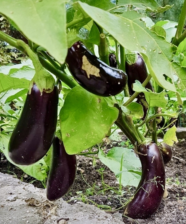 Eggplant for future use - My, Food, Recipe, Eggplant, Longpost