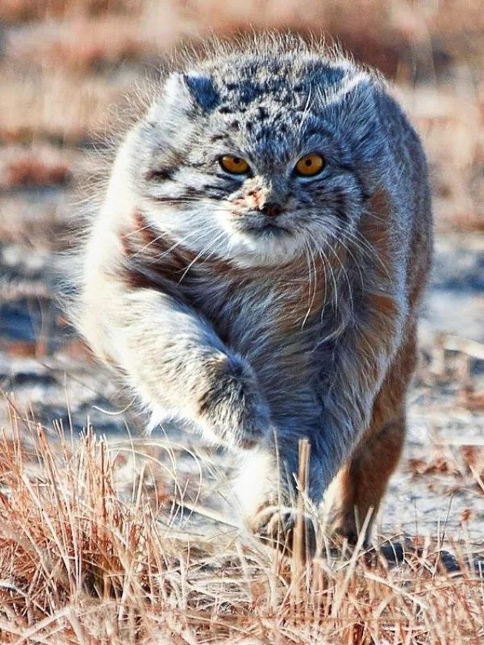 No, Santa Claus, wait... - Pallas' cat, Pet the cat, The photo, Small cats, Cat family, New Year, New Year card, Reply to post, Repeat