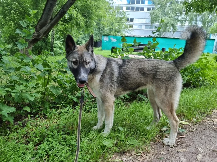 Found Dog - The dog is missing, Found a dog, Longpost, Moscow, Moscow region, North-East Administrative District, Dog, No rating