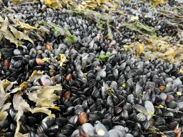 mussels - My, Seafood, Ocean, Shore, Water, Mussels, Low tide, Canada