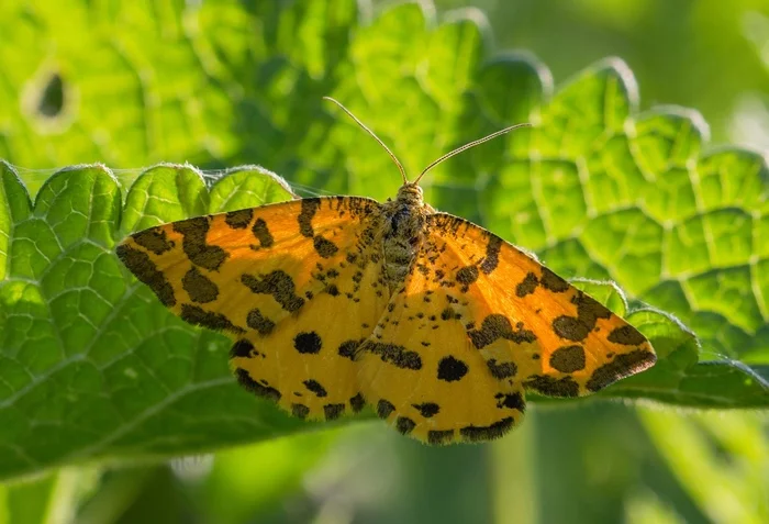 Not a moth, but a panther! - My, 2022, Bashkortostan, Ufa, Entomology, Piadenica, Insects, Butterfly