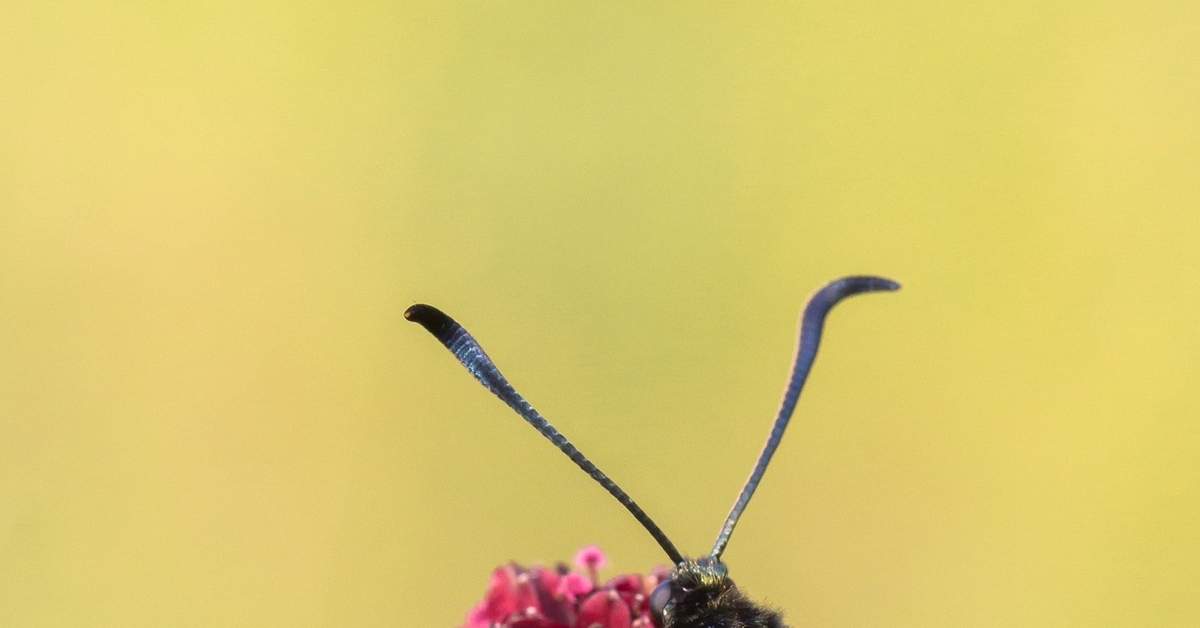 Бабочка пестрянка | Пикабу