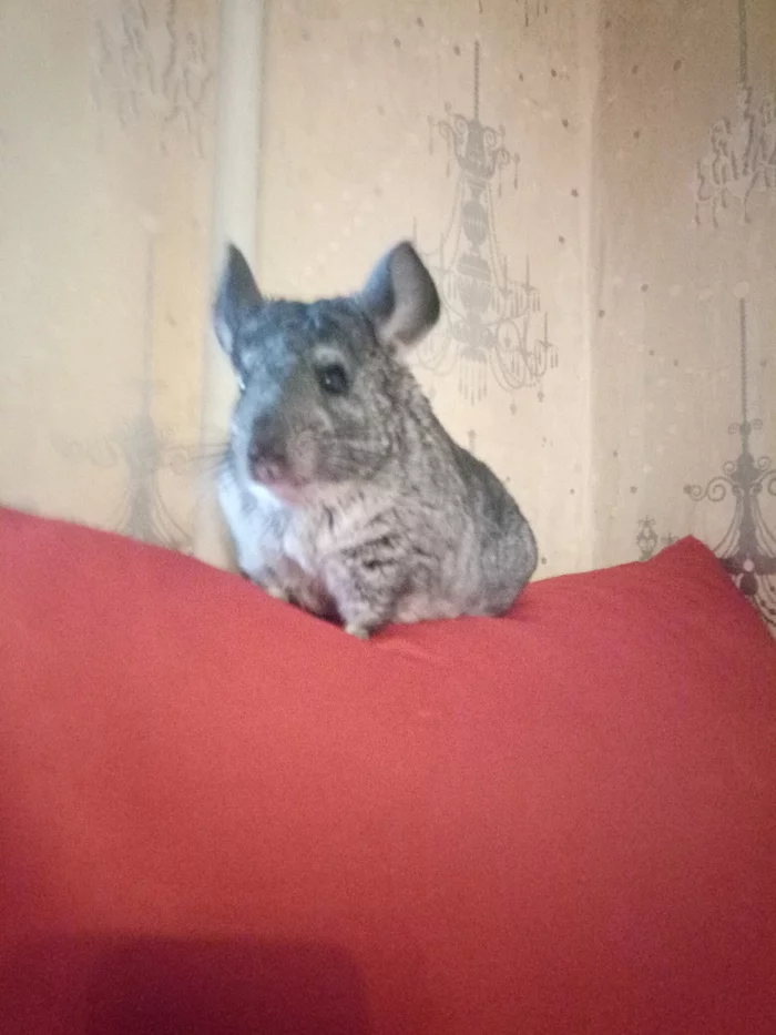 Amazing chinchilla for free (for the cake you can))) - My, No rating, Pets, Helping animals, Longpost, Chinchilla, Saint Petersburg