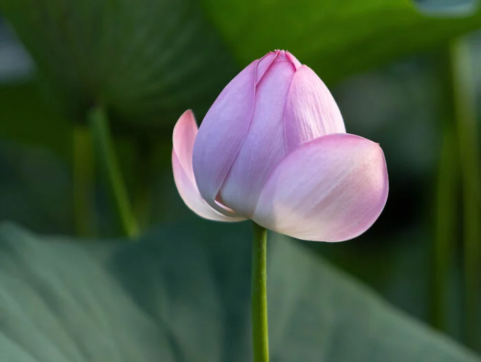 Lotus of the Khabarovsk Territory - My, The photo, Lotus, Landscape, Дальний Восток, Beginning photographer, Lake, Khabarovsk, Khabarovsk region, Flowers, Nature, Longpost