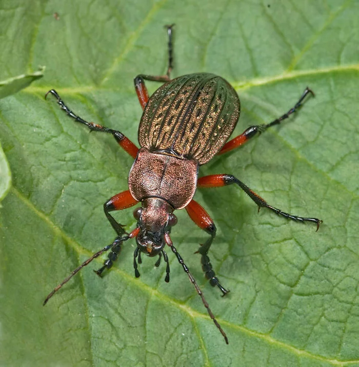 Not only people wear red shorts - Жуки, Carabus, Insects, Stroking, Mood