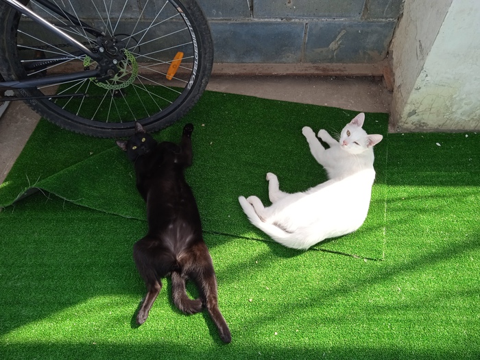 Двойное котосчастье