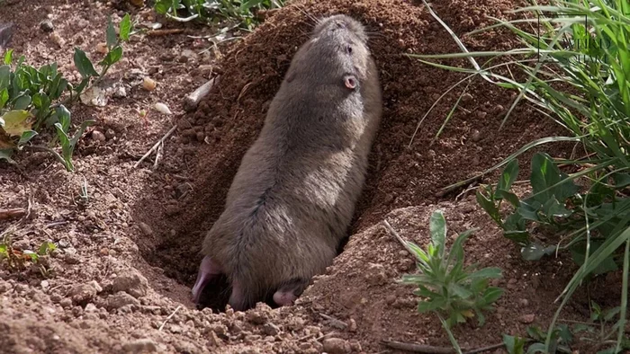 Southeast Gopher: Creates underground beds and grows roots. - Gofer, Rodents, Animal book, Yandex Zen, Longpost