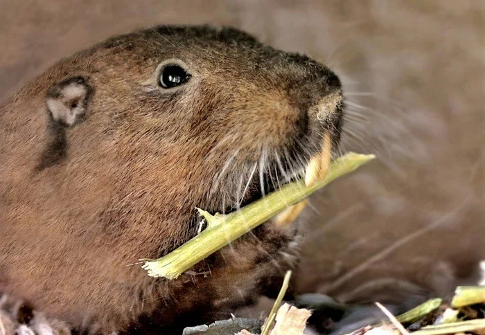 Southeast Gopher: Creates underground beds and grows roots. - Gofer, Rodents, Animal book, Yandex Zen, Longpost