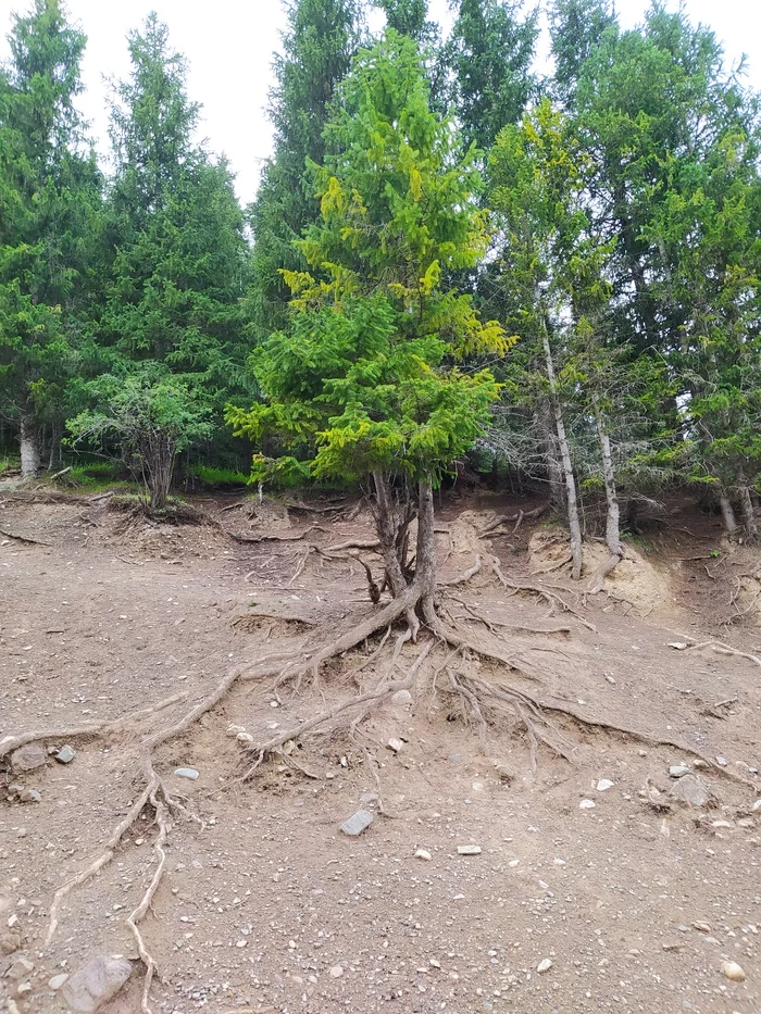 holding the earth - Kazakhstan, Mobile photography, Roots, beauty, The mountains, Longpost