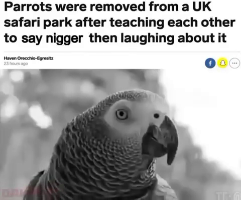 Попугаев вывезли из сафари-парка в Англии из-за того, что они научили других попугаев говорить слово «ниггер» и смеялись над этим