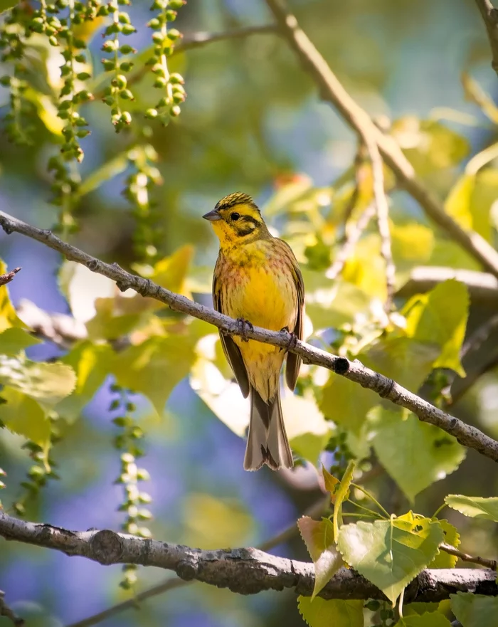 Bunting male - My, Birds, Oatmeal, The photo, Photo hunting, Animals, Nature, Morning