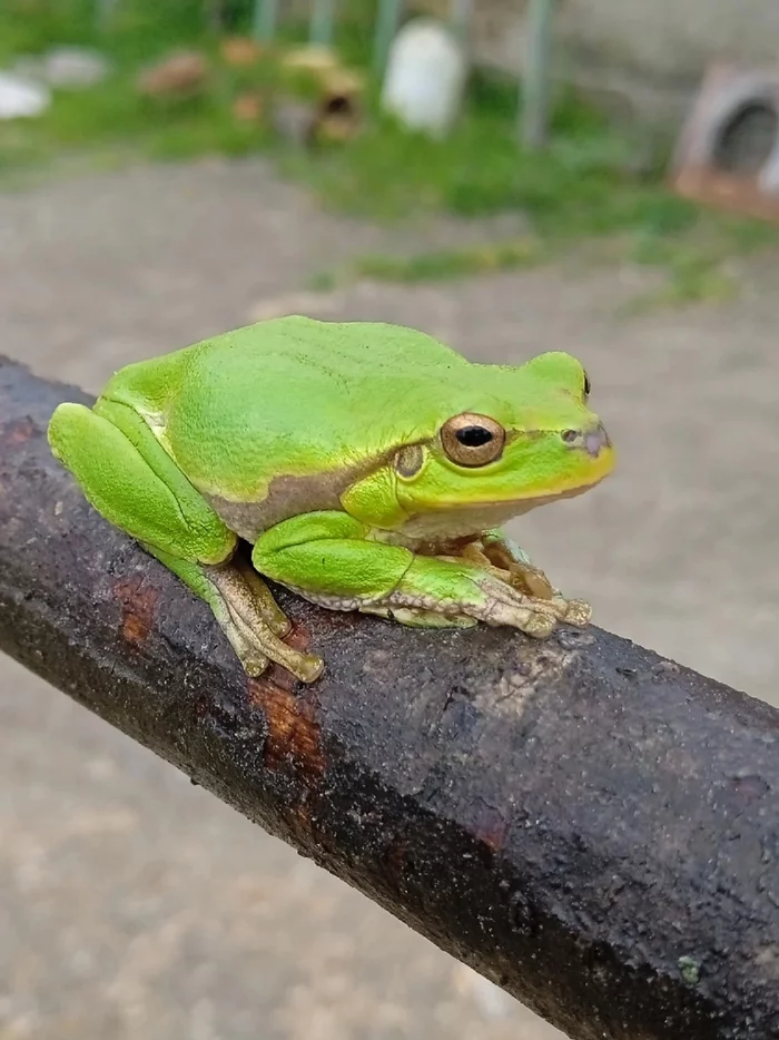 Here is a frog found in the mountains. Who knows her name - Princess Frog, wildlife