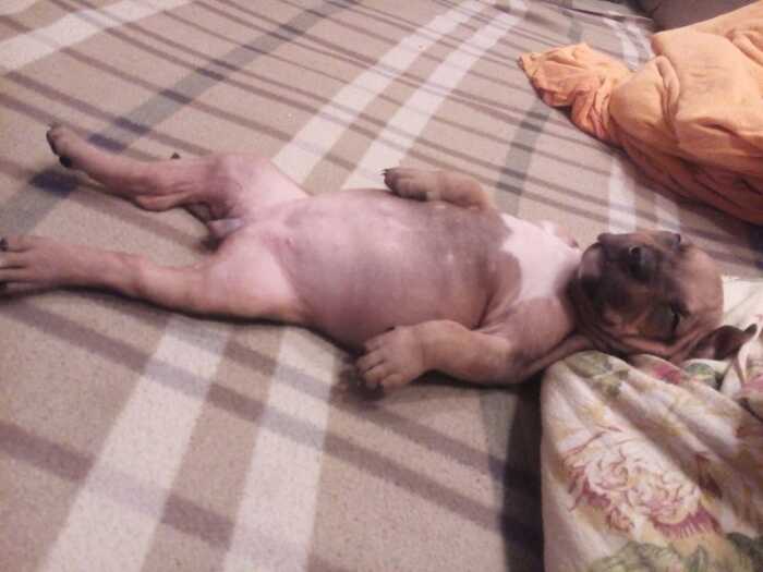 Amstaff is a man in dog form... - Milota, Amstaff, Funny, Puppies, Dog, Dream, Upside down with your paws, Belly