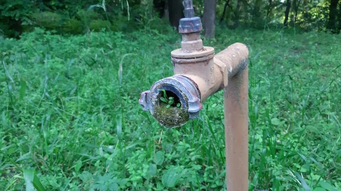 Micro forest in a fire hydrant - My, Plants, Macro photography, Abandoned, Hydrant, Samara, Samarskaya luka, Longpost