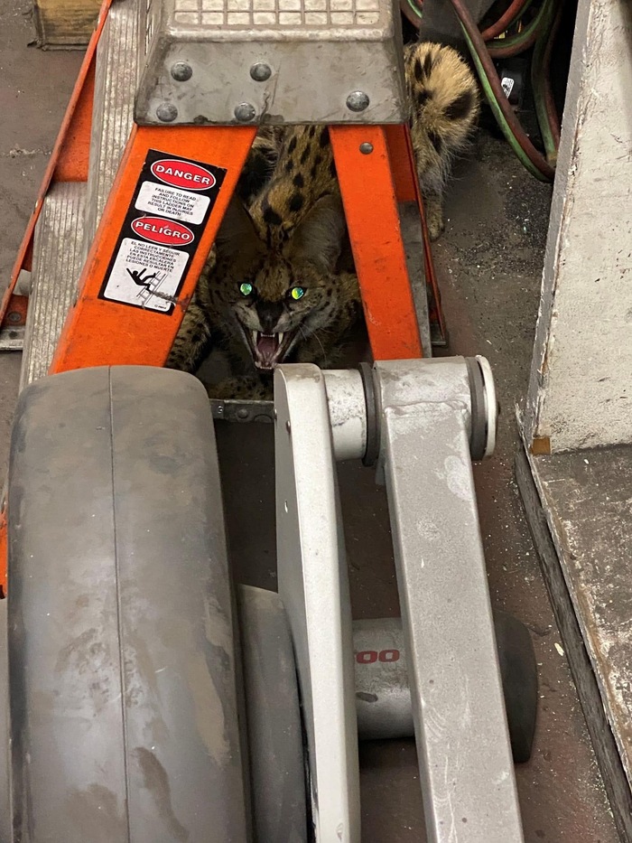 Механику под руку не говорить!