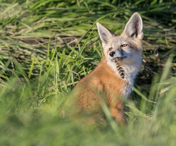 I didn't see any bird ^.^ - The photo, Animals, Fox