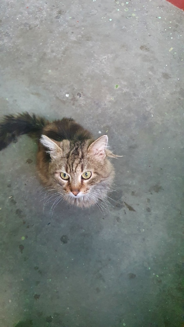 Looking for an owner for a gorgeous but abandoned cat - My, Homeless animals, Pets, In good hands, Helping animals, cat, I will give, No rating, Saint Petersburg, Longpost