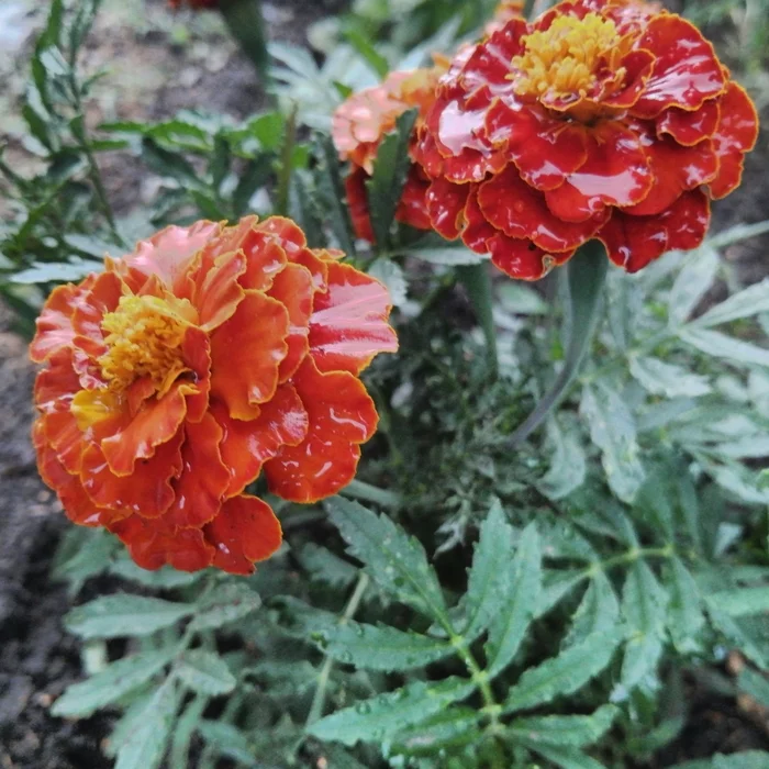 After rain on Thursday - Mobile photography, Marigolds, Honor 10