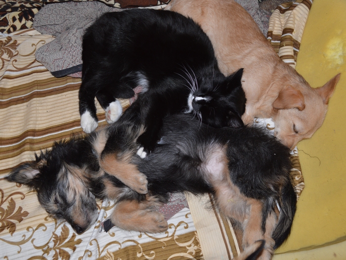 Папка с дочками