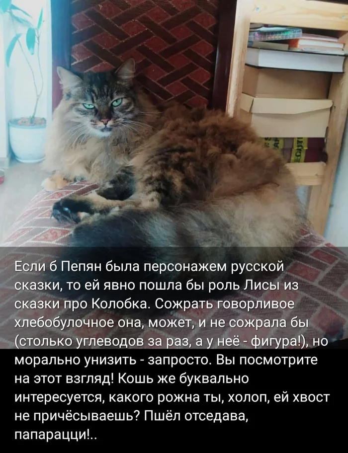 Mini-digest about cats #26 - My, cat, Life stories, Screenshot