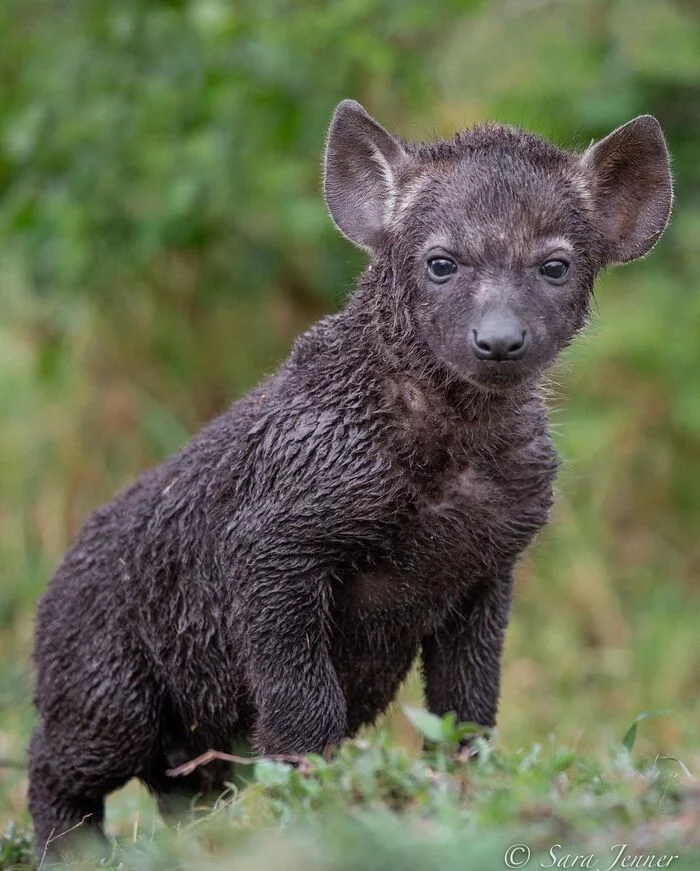 After swimming - Spotted Hyena, Hyena, Predatory animals, Mammals, Animals, Wild animals, wildlife, Nature, Reserves and sanctuaries, Masai Mara, Africa, The photo, Young