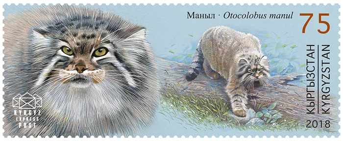 Reply to the post Manul letters-delivering :) - Pet the cat, Pallas' cat, Small cats, Cat family, Predatory animals, Mammals, Animals, Wild animals, Stamps, Postcard, Red Book, Kyrgyzstan, Philately, Reply to post