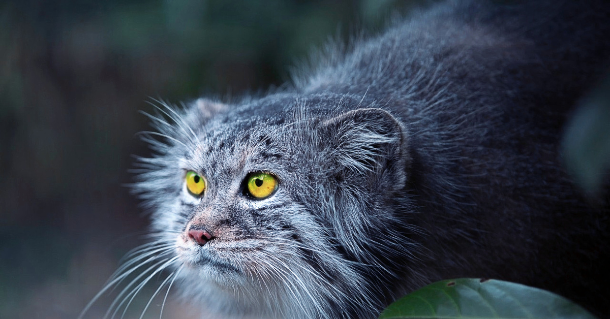 Кот манит. Манул (палласов кот). Сибирский дикий кот Манул. Манул фото. Манул серый.