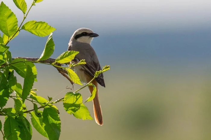 Small but very violent. Meet the Shrikes - Informative, The science, Sciencepro, Facts, Nature, Birds, The national geographic, Around the world, Longpost