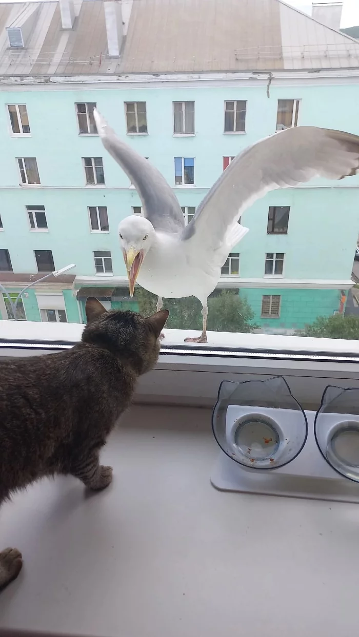 I guess it's about fish - cat, Seagulls, Animals, The photo, Murmansk, In contact with, Longpost