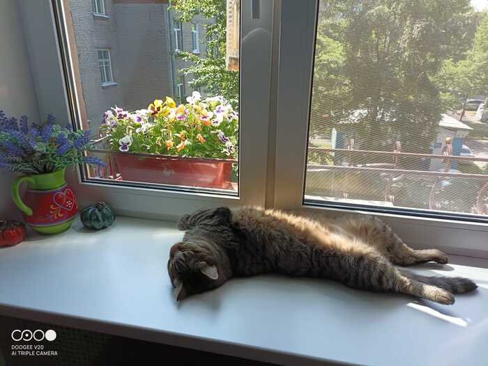 My dream kingdom - My, Short post, cat, The photo, Windowsill