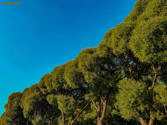 Yin Yang - My, Sky, Tree, Green trees, Blue, Green, Contrast, Yin Yang, The photo, Mobile photography