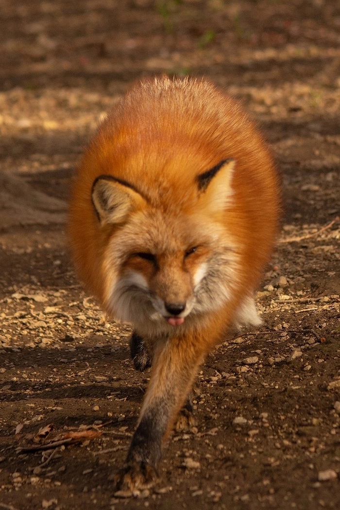 Смотрите какой плюш на лапках к вам с утра пришёл!