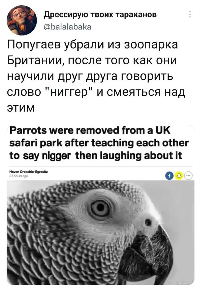 Feathers on their own wave))) - Twitter, Screenshot, Humor, A parrot, Birds, Trolling, Its own atmosphere, Picture with text