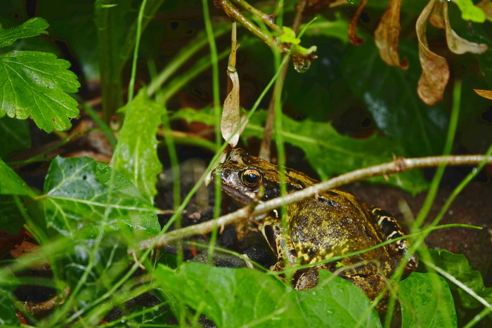 Пучеглазая красота